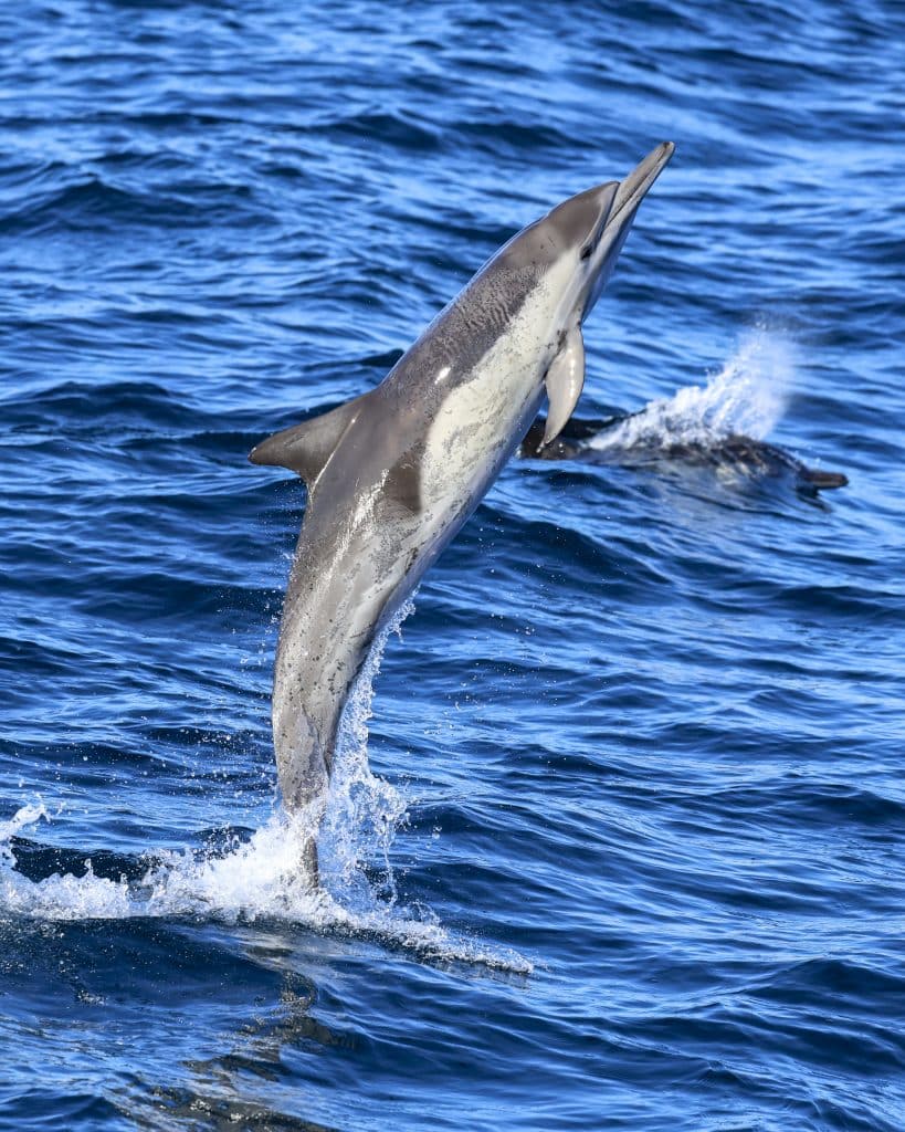 20250829 0K2A2061 | San Diego Whale Watch 22