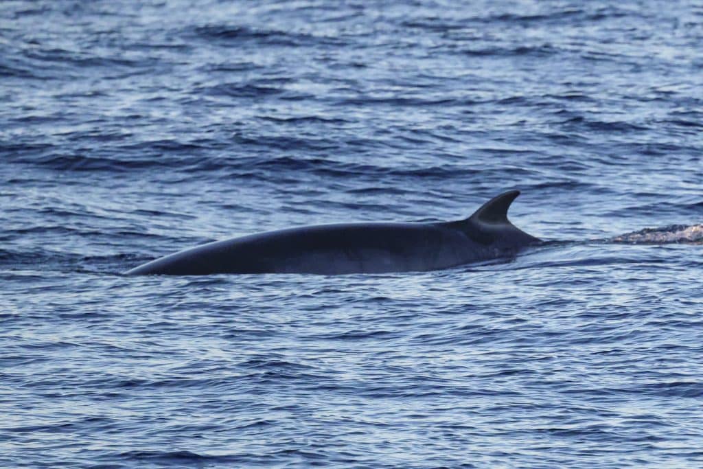 20250829 0K2A2449 | San Diego Whale Watch 30