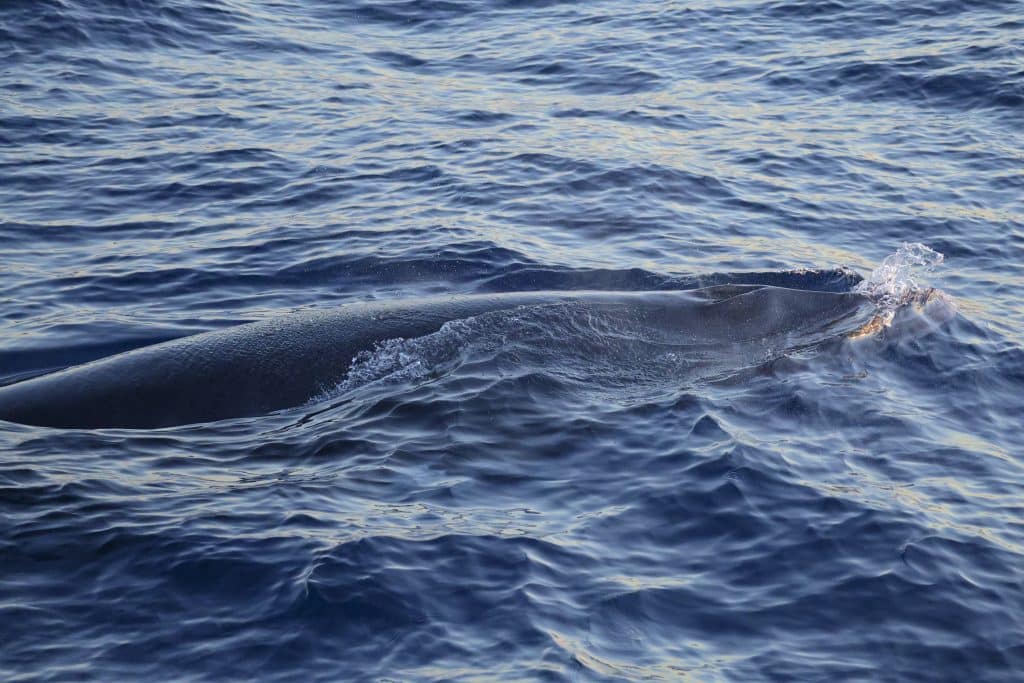 20250829 0K2A2480 | San Diego Whale Watch 32