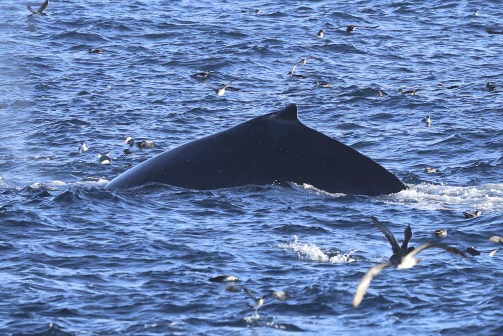 20250831 0K2A6617 | San Diego Whale Watch 18