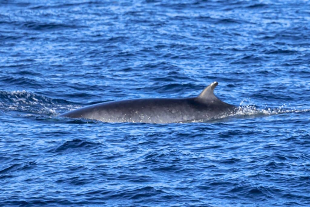 20250831 0K2A6697 | San Diego Whale Watch 16