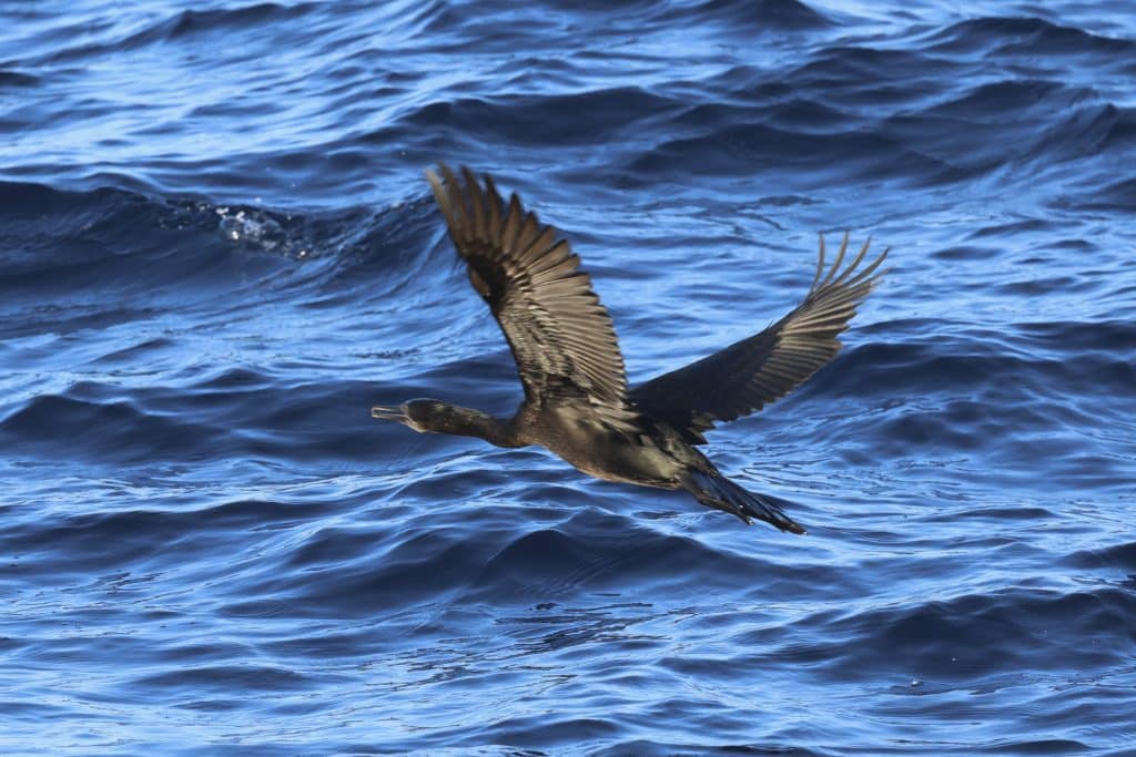 20250831 0K2A6933 | San Diego Whale Watch 20