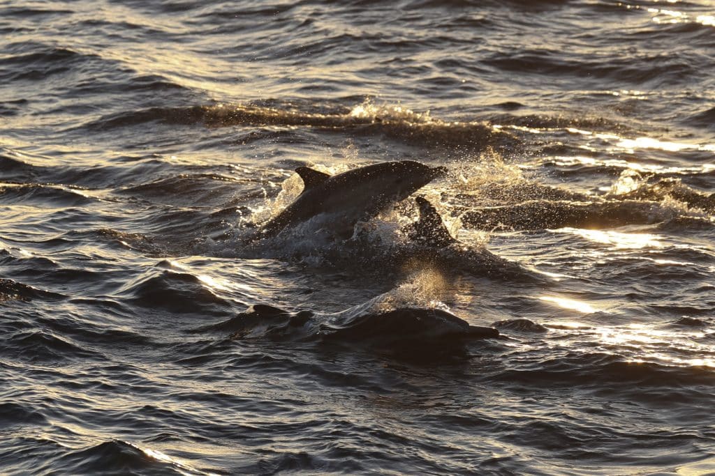 20250831 0K2A7365 | San Diego Whale Watch 22