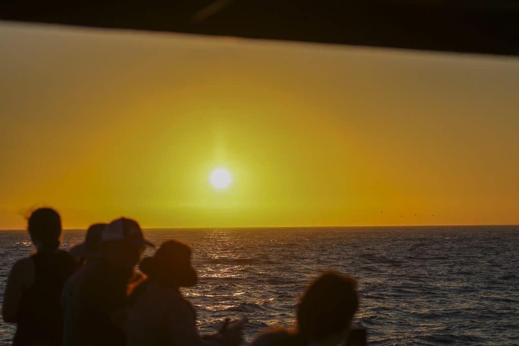 20250831 0K2A7484 | San Diego Whale Watch 24