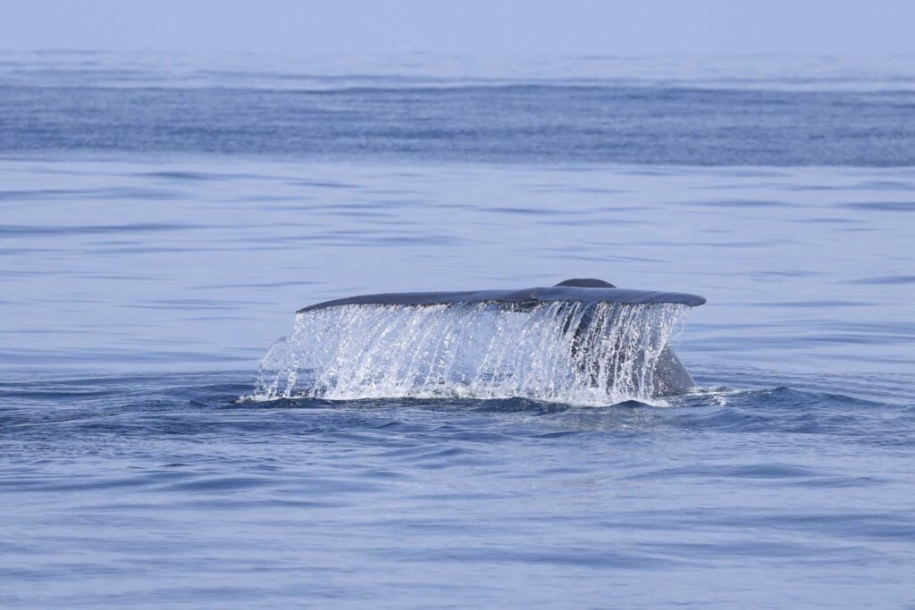 <link rel='stylesheet' id='fl-builder-layout-43766-css' href='https://sdwhalewatch.com/wp-content/uploads/bb-plugin/cache/43766-layout-partial.css?ver=33380919be7d2b10dd20646881f22956' media='all' />
<div class="fl-builder-content fl-builder-content-43766 fl-builder-template fl-builder-module-template fl-builder-global-templates-locked" data-post-id="43766"><div  class="fl-module fl-module-rich-text fl-rich-text fl-node-xri2q7mge85c species-card" data-node="xri2q7mge85c">
	<h5>Blue Whale</h5>
<p>Jun – Oct · Summer</p>
<p>•••••</p>
</div>
</div><div class="uabb-js-breakpoint" style="display: none;"></div>