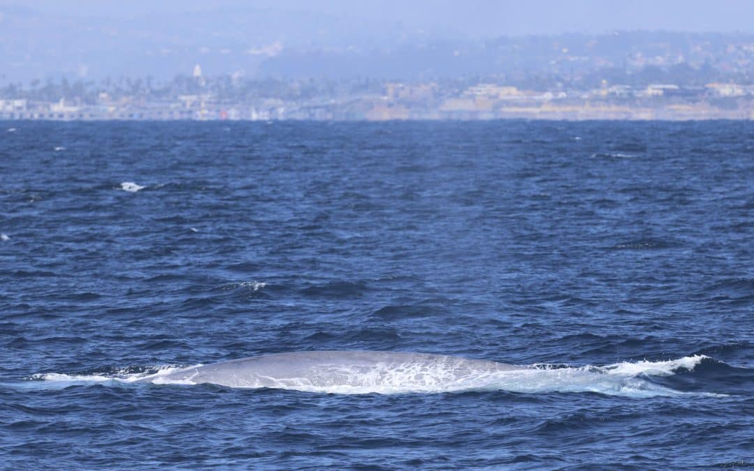 Why Blue Whales Are Scarce This Season: Expert Insights from San Diego Whale Watch
