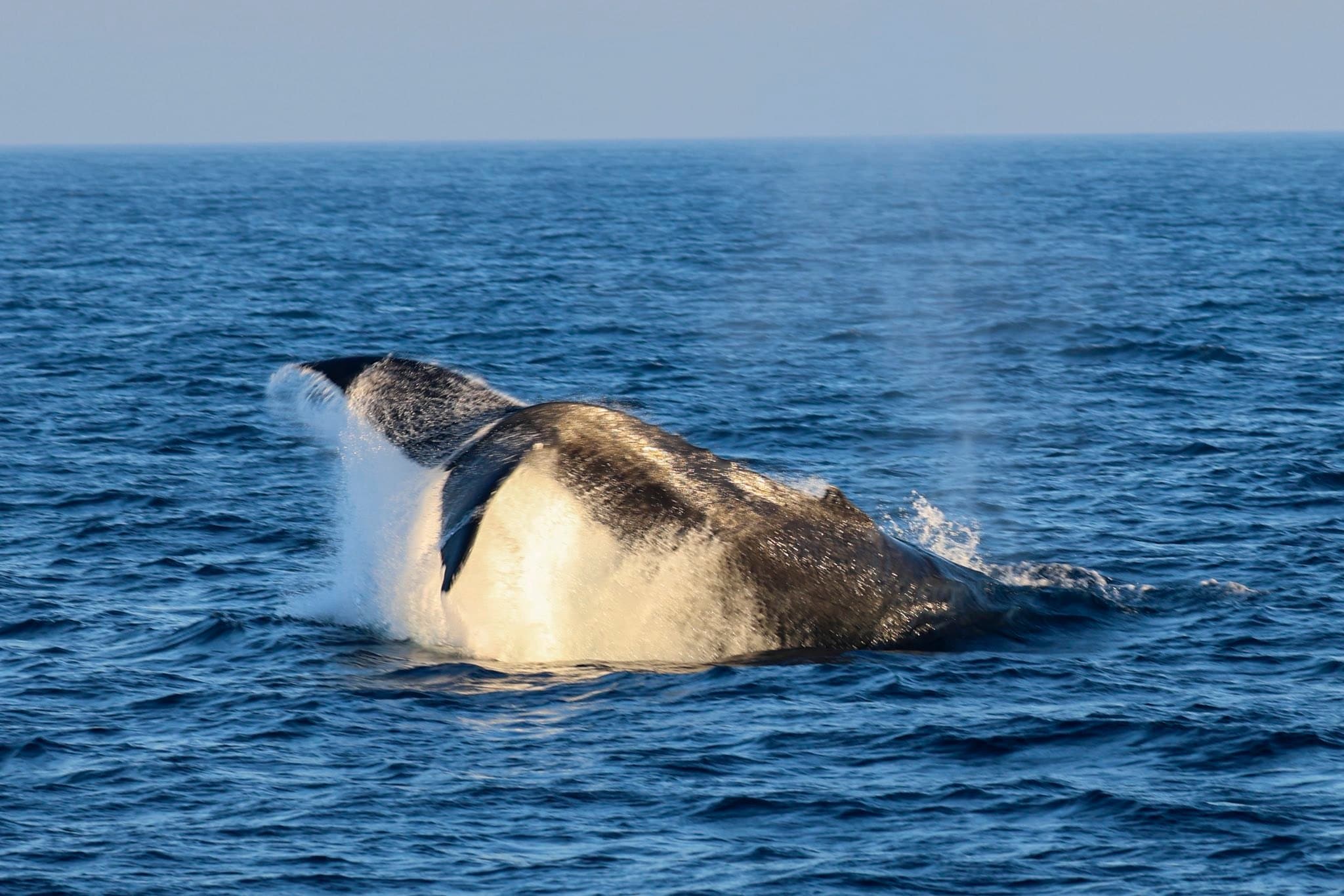 590400493_1317383447100771_3217246320349184545_n