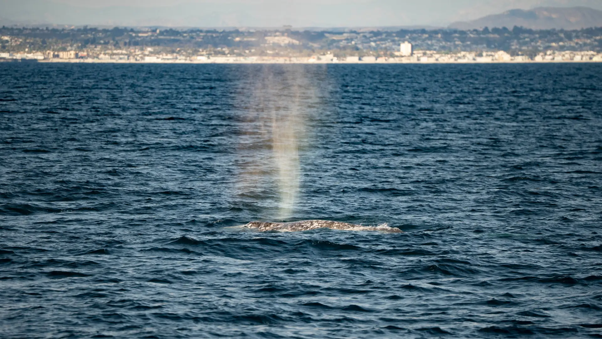Gray Whale Season Is Coming