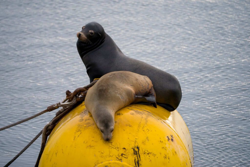 Two harbor seals lounge on a local bouy in Mission Bay, San Diego