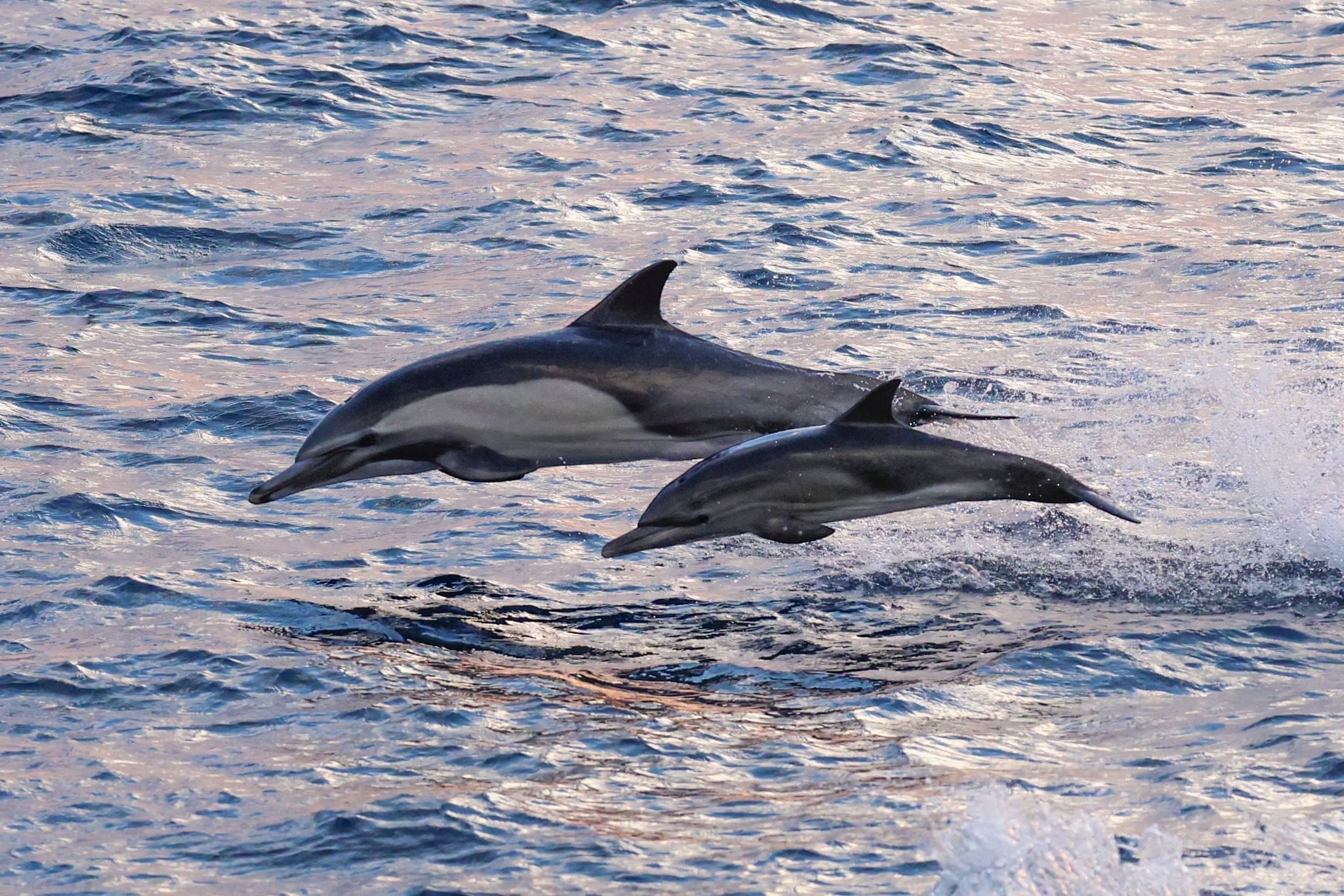 619973265_1368610281978087_2380911191974159435_n