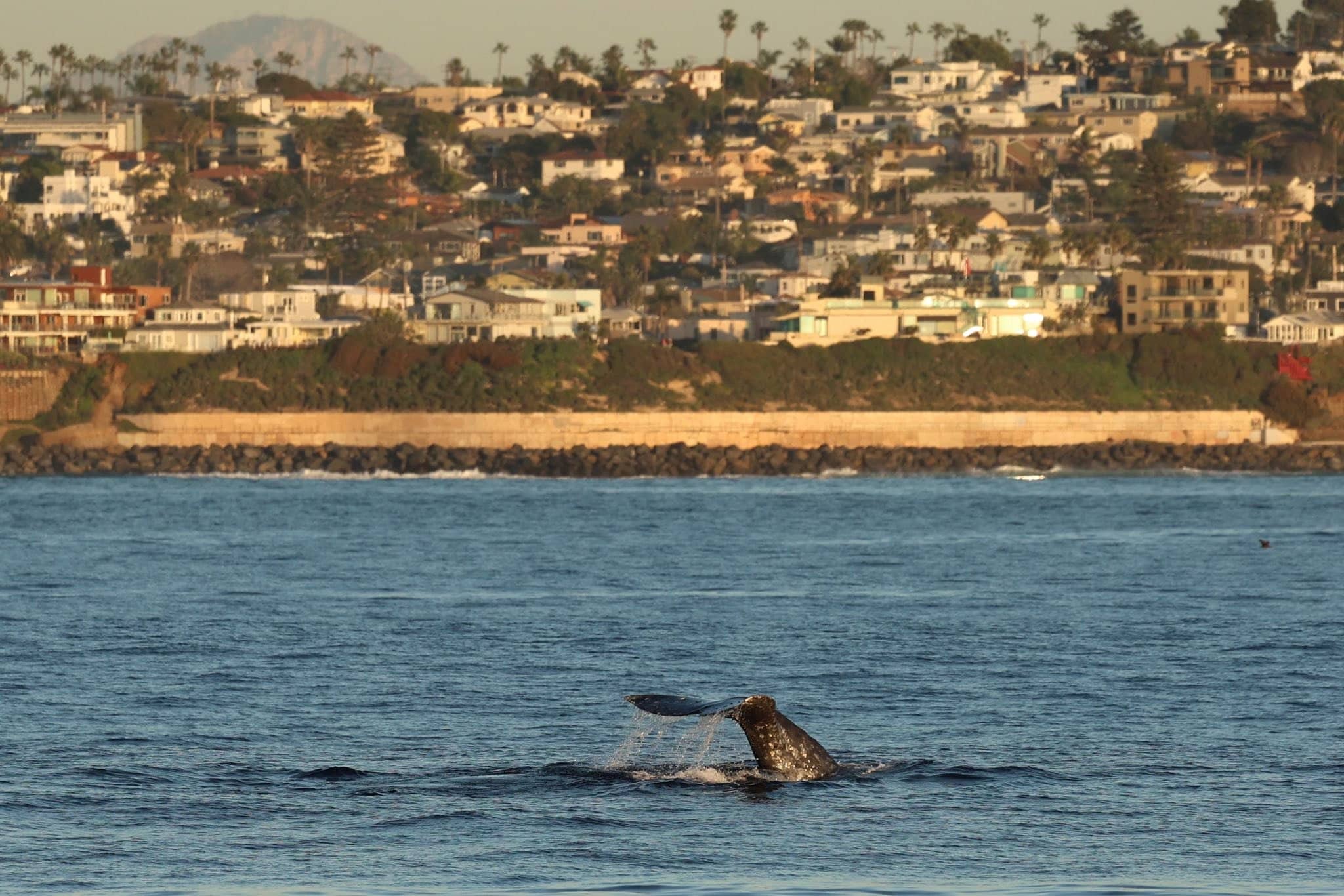 Whale Tail off the Coast of San Diego