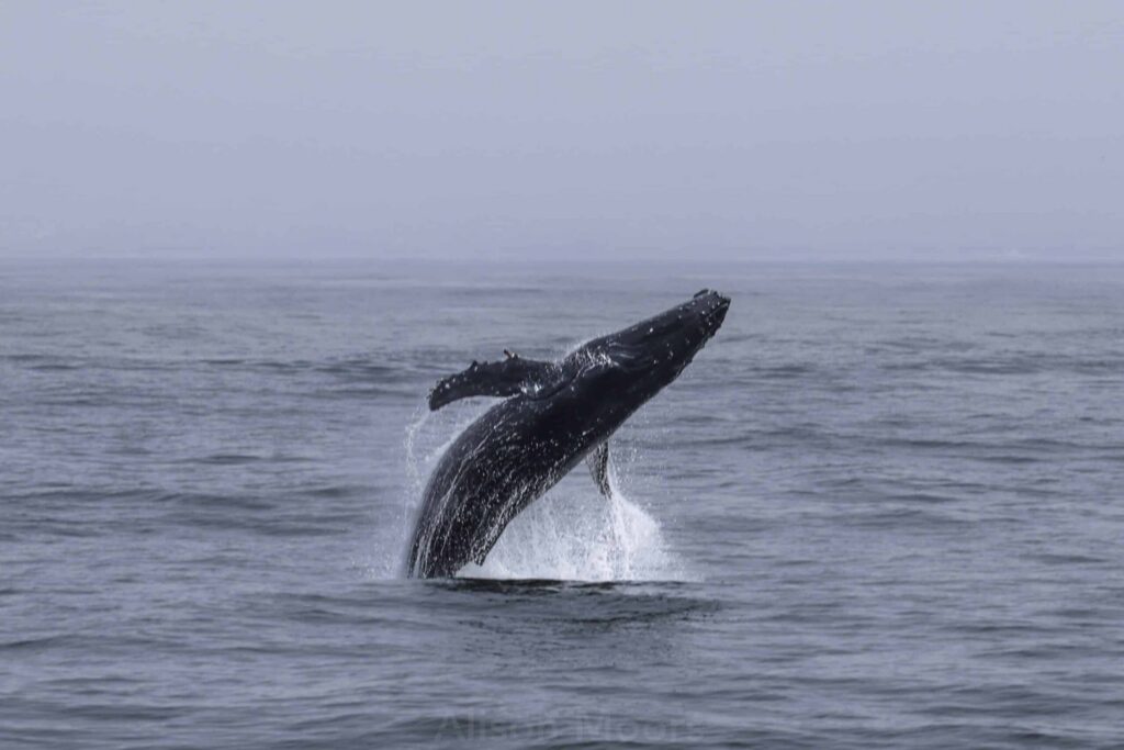 Juvenile Humpback Whale Delights Passengers of San Diego Whale Watch