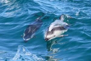 1 Pacific White Sided Dolphins Spotted off San Diego Coast