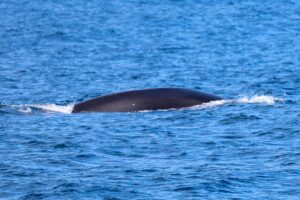 Solo Fin Whale Hanging out at the drop off