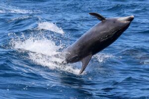 Leaping Bottlenose Dolphin Spotted in San Diego April 2026