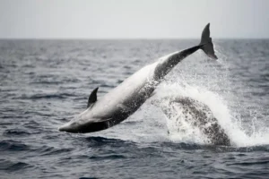 Bottlenose Dolphin Breaching