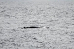 Fin Whale Back