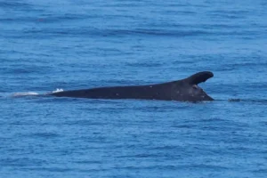 Fin Whale with Odd Dorsal Fin spotted by San Diego Whale Watch