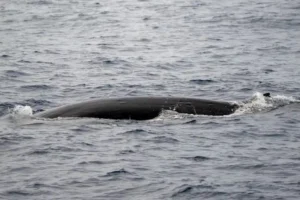 Fin Whale