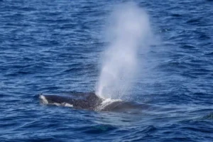 Fin Whale Spout off Coast of San Diego