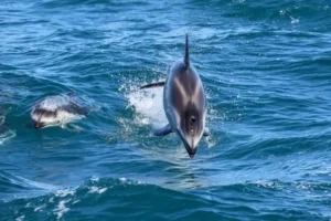 Pacific White Sided Dolphins Jumps out of the ocean