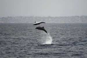 Leaing Bottlenose Dolphins Playing