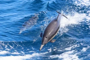 Short Beaked Common Dolphins spotted by San Diego Whale Watch