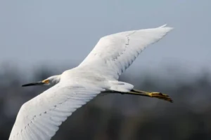 Snowy Egret flys over Mission Bay in San Diego