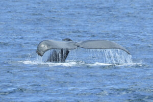 Blue Whale Tail San Diego Whale Watching
