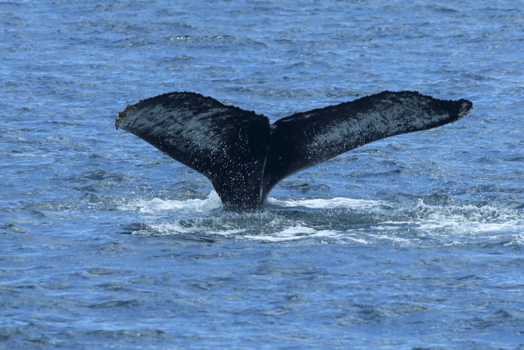 Humpback Whale Tail San Diego