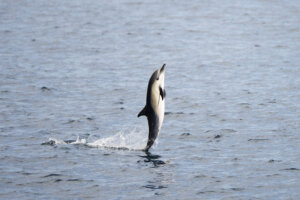 Dolphin Sighting San Diego