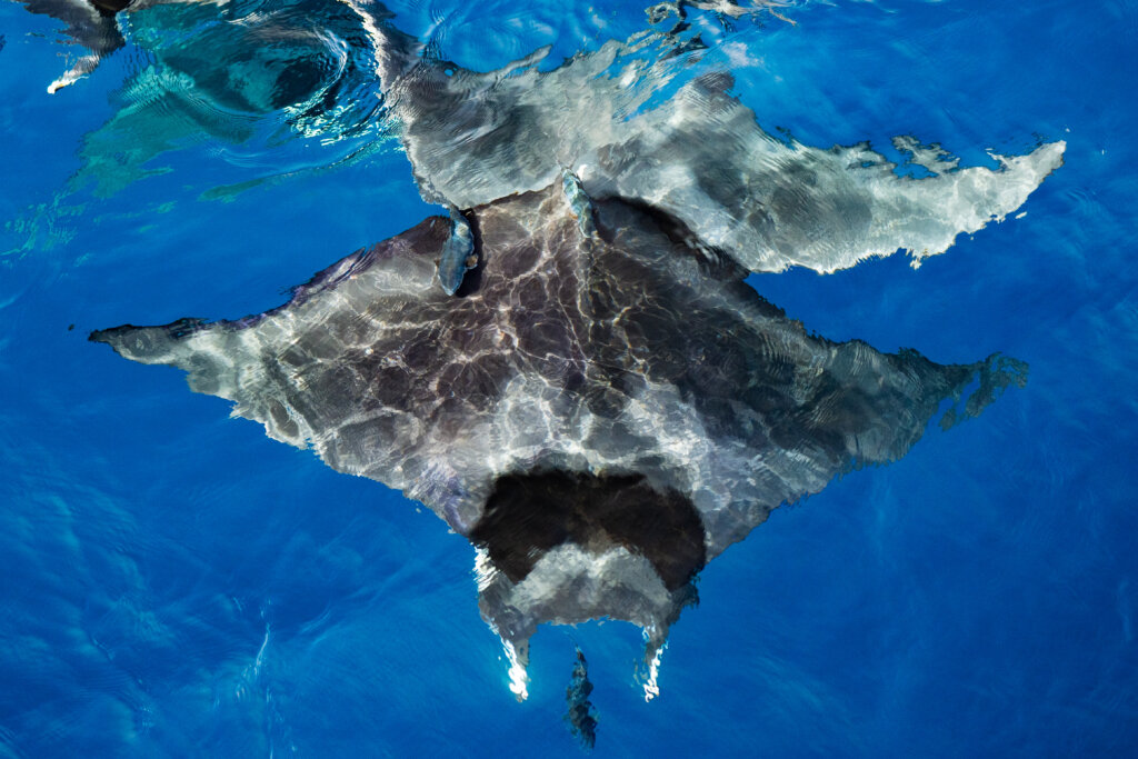 sdwhalewatch.com