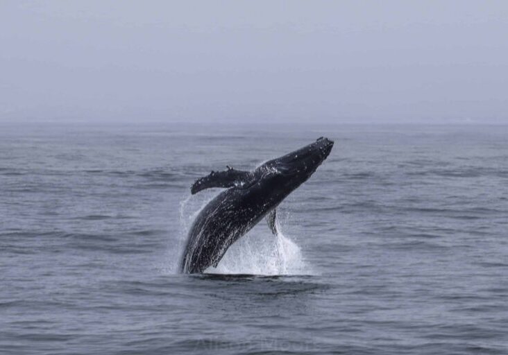 Juvenile Humpback Whale Delights Passengers of San Diego Whale Watch