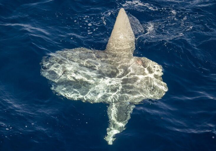 Whale Sightings Today in San Diego