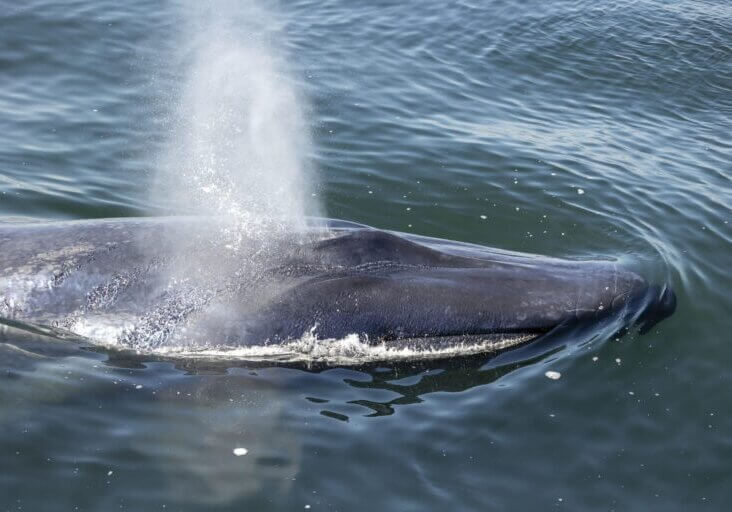 blue whale sighting tour