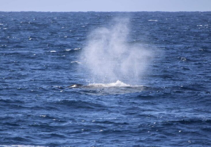recent whale sightings