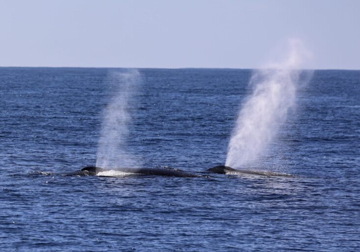 what to expect during a whale watching cruise in San Diego.
