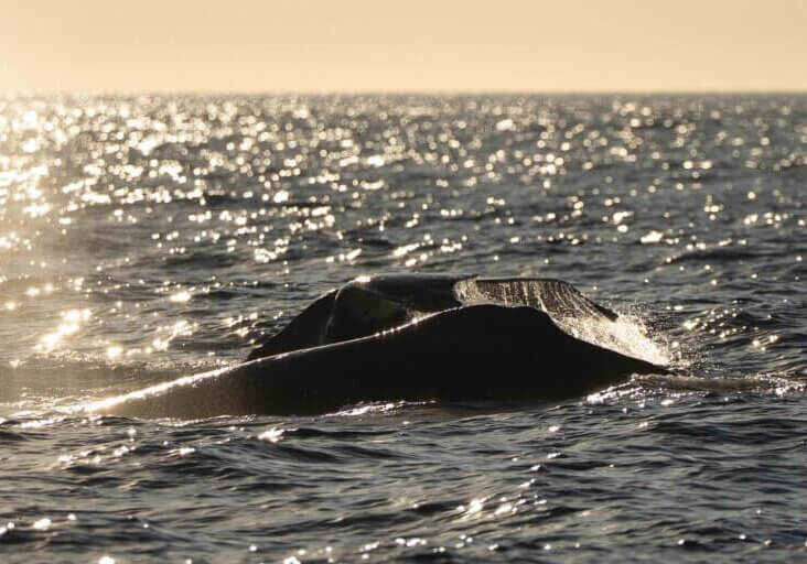 21 Humpback Whales in ONE Day!