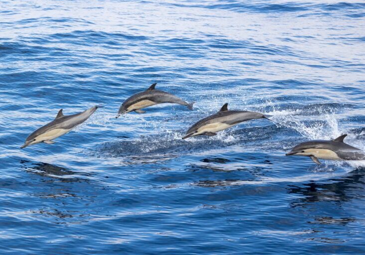 whale watching season in San Diego, Common Dolphin Encounter