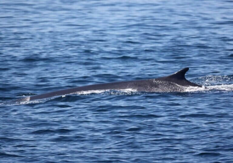 Interesting facts about a humpback whale