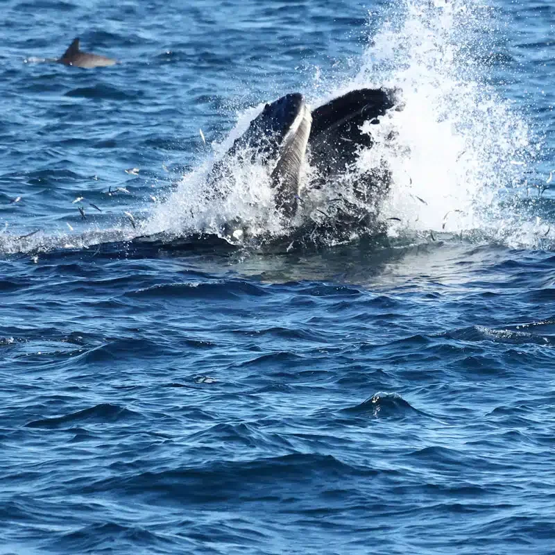 217A8337-2-1.jpg (1)