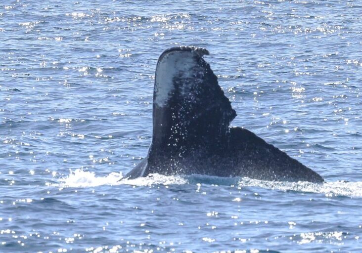 557633779_1270094478496335_149913639168748422_n