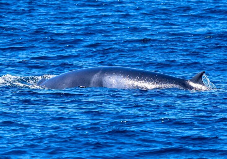 557649816_1266046568901126_9040336223324063137_n