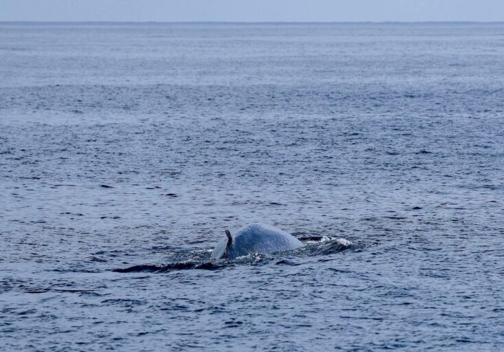 558910007_1271061838399599_2398123950755420678_n