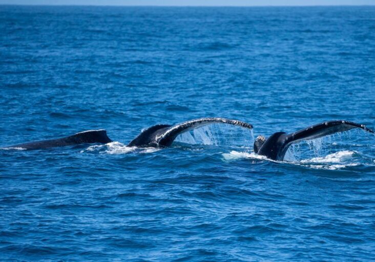 559367264_1277366021102514_7483991800617449138_n