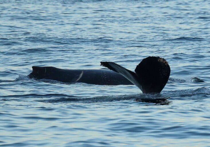 561194395_1278296387676144_7018054244419483591_n