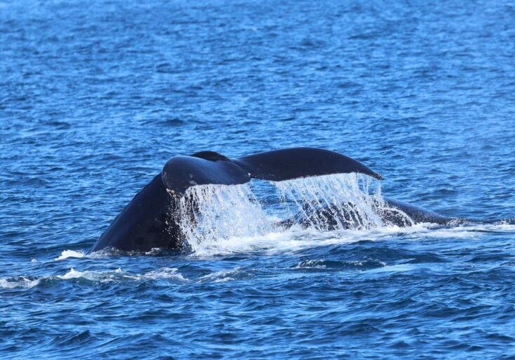 568489211_1286322556873527_3804840867931086031_n