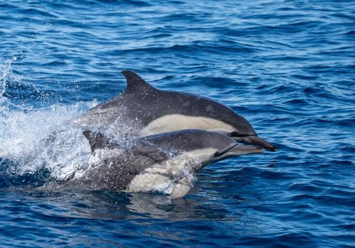 574058745_1293585702813879_4137302917034874820_n