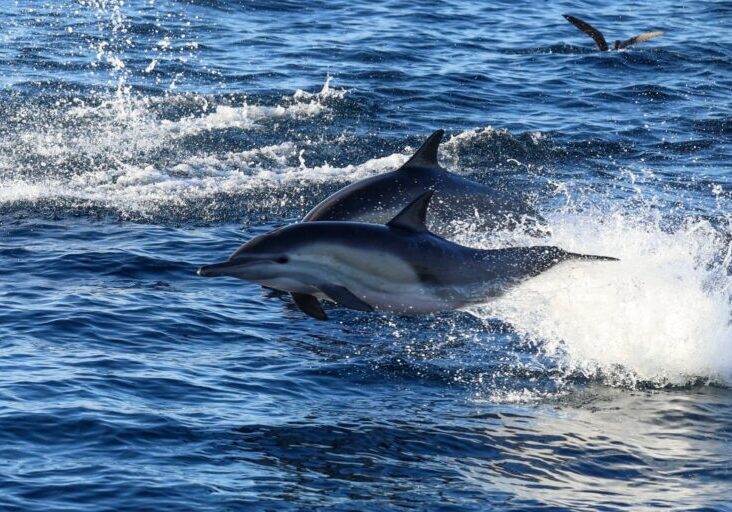 575075227_1294610529378063_2259227064555396921_n