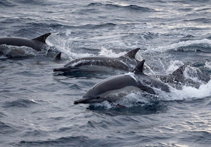 576921978_1301235155382267_2028346071249314111_n